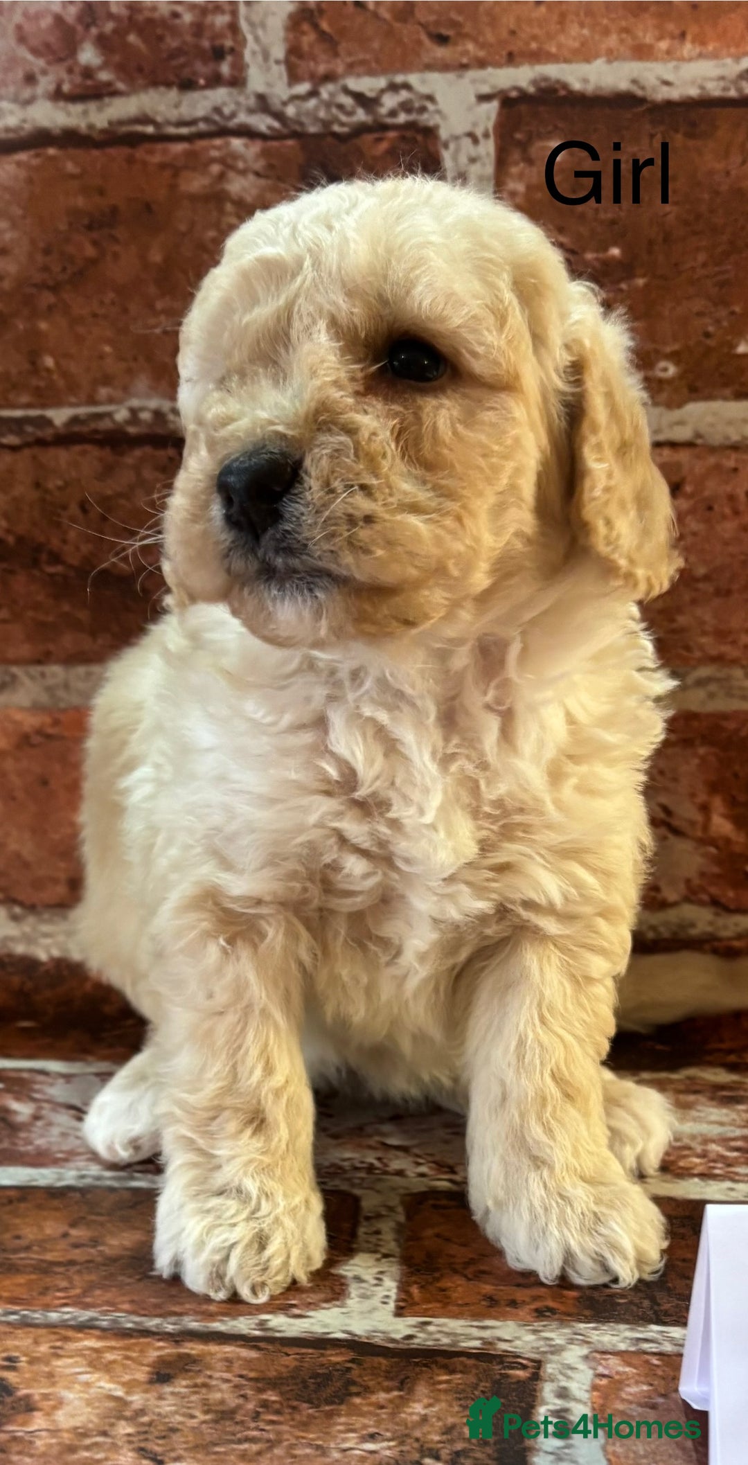 Cockapoo dogs for sale: Cockapoo Puppies – Well Socialised and beautiful  - Advert 13