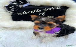 Yorkshire Terrier dogs for sale: ❤️1 Beautiful Girl Biewer Yorkshire Terriers🌟 - Image 1