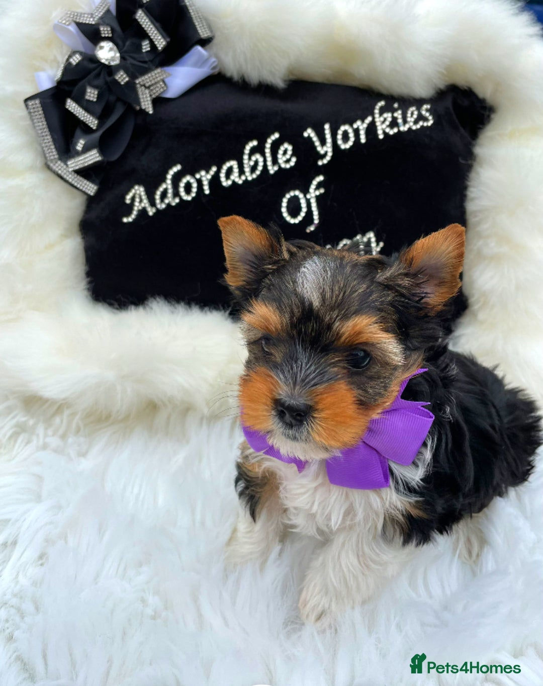 Yorkshire Terrier dogs for sale: ❤️1 Beautiful Girl Biewer Yorkshire Terriers🌟 - Image 1