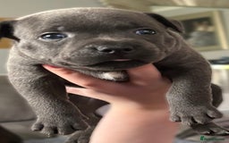 Staffordshire Bull Terrier dogs for sale: Paws Above The Rest  - Image 40