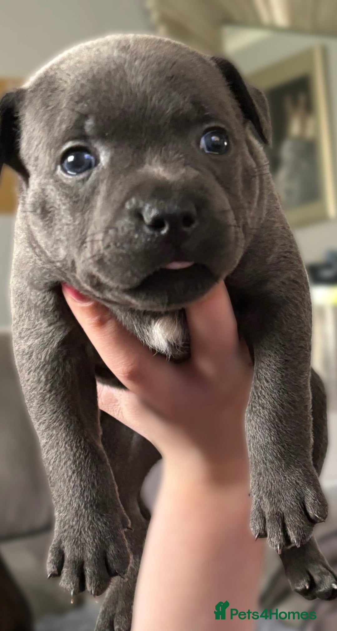 Staffordshire Bull Terrier dogs for sale: Paws Above The Rest  - Image 40