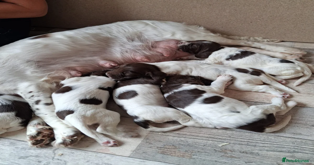 www.pets4homes.co.uk