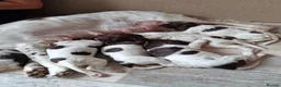 English Springer Spaniel dogs for sale: Liver and White English Springer Spaniel Puppies in Perth - Advert 1