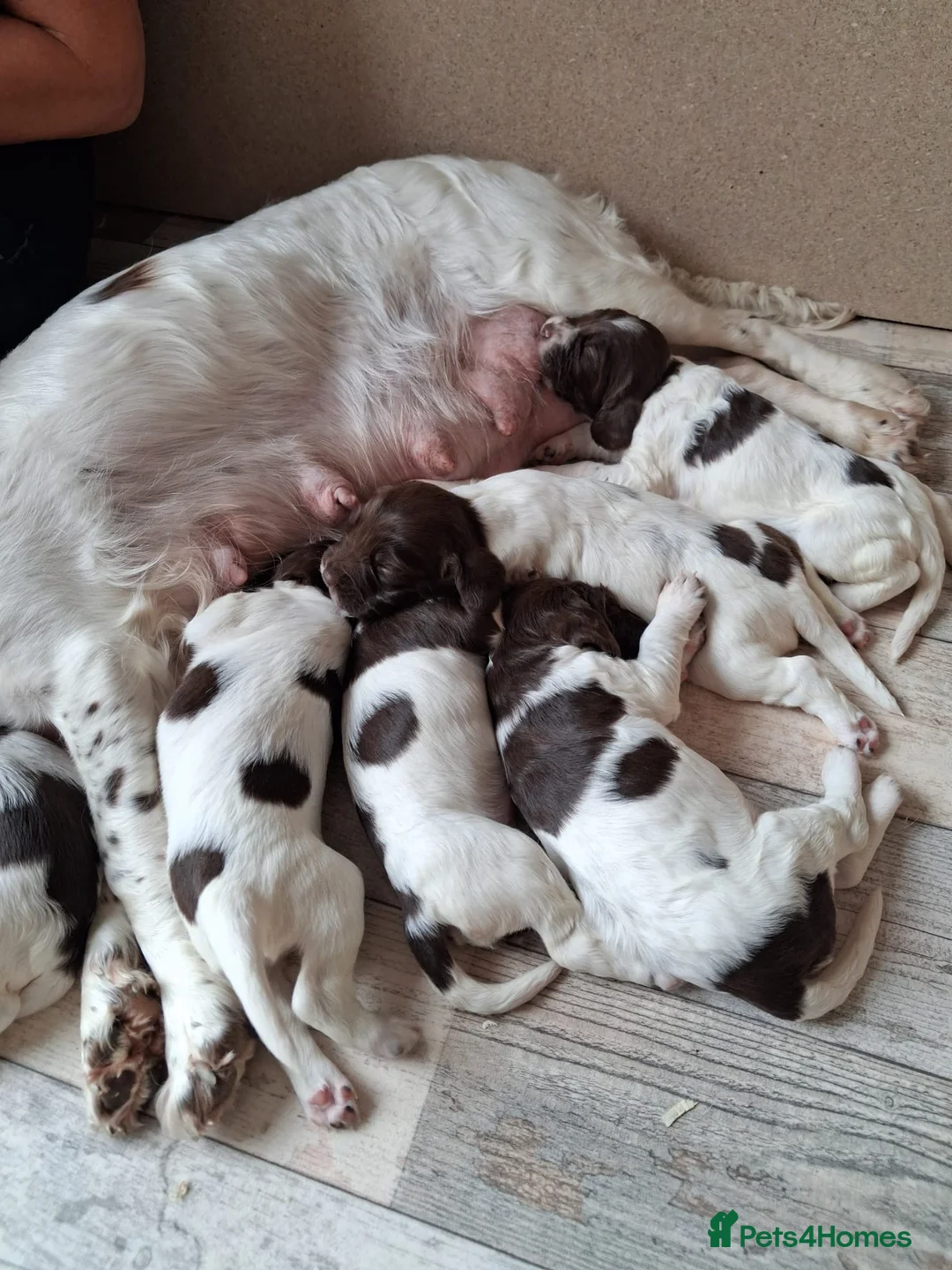 English Springer Spaniel dogs for sale: Liver and White English Springer Spaniel Puppies in Perth - Advert 1