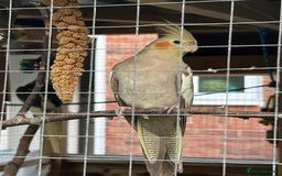 Cockatiels birds for sale: Cockatiels for sale (mixed) - Image 10