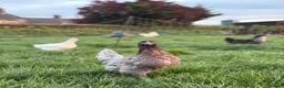 Chickens poultry for sale: Free range point of lay hens available 🧡 - Advert 6