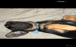 Mixed Breed dogs for sale: German shepherd dachshund cross - Image 3