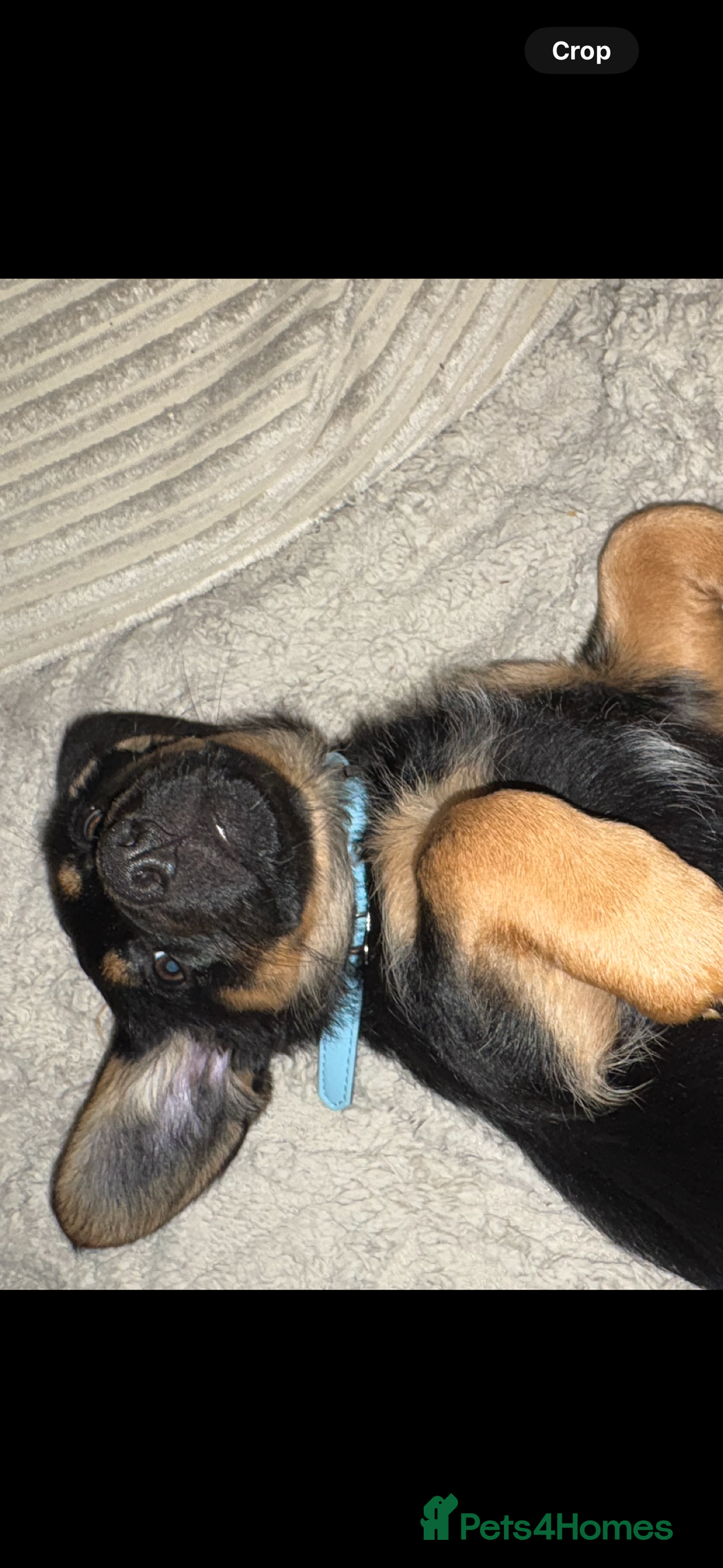 Mixed Breed dogs for sale: German shepherd dachshund cross - Image 3