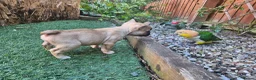 French Bulldog dogs for sale: Beautiful  KC registered French bulldog puppies  in Chorley - Advert 7