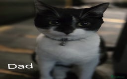 Domestic Shorthair cats for sale: Kittens for sale  - Image 11