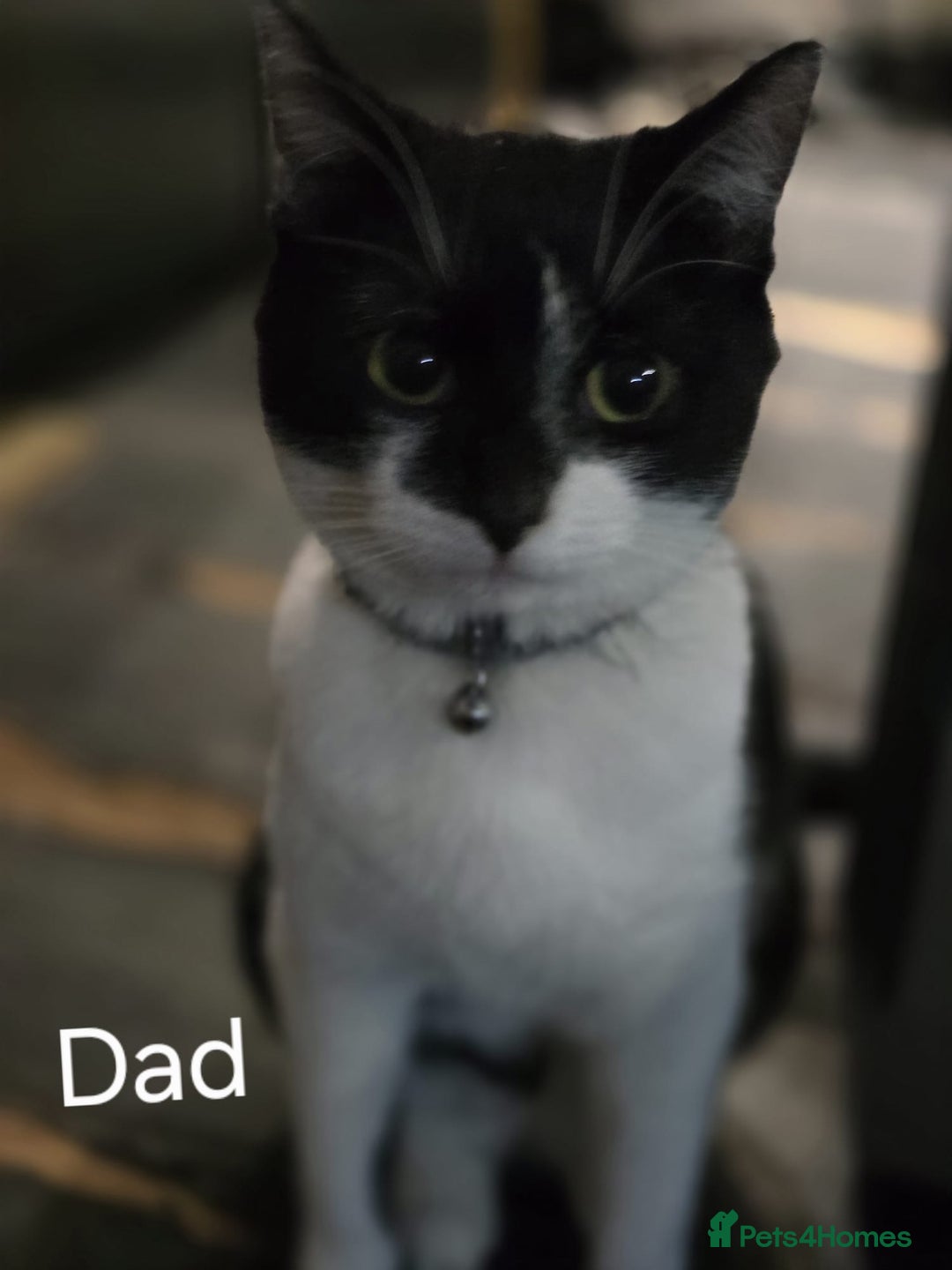 Domestic Shorthair cats for sale: Kittens for sale  - Image 11