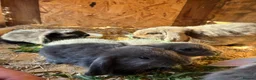 Mini Lop rabbits for sale: Baby mini lops / lion lops - Advert 6