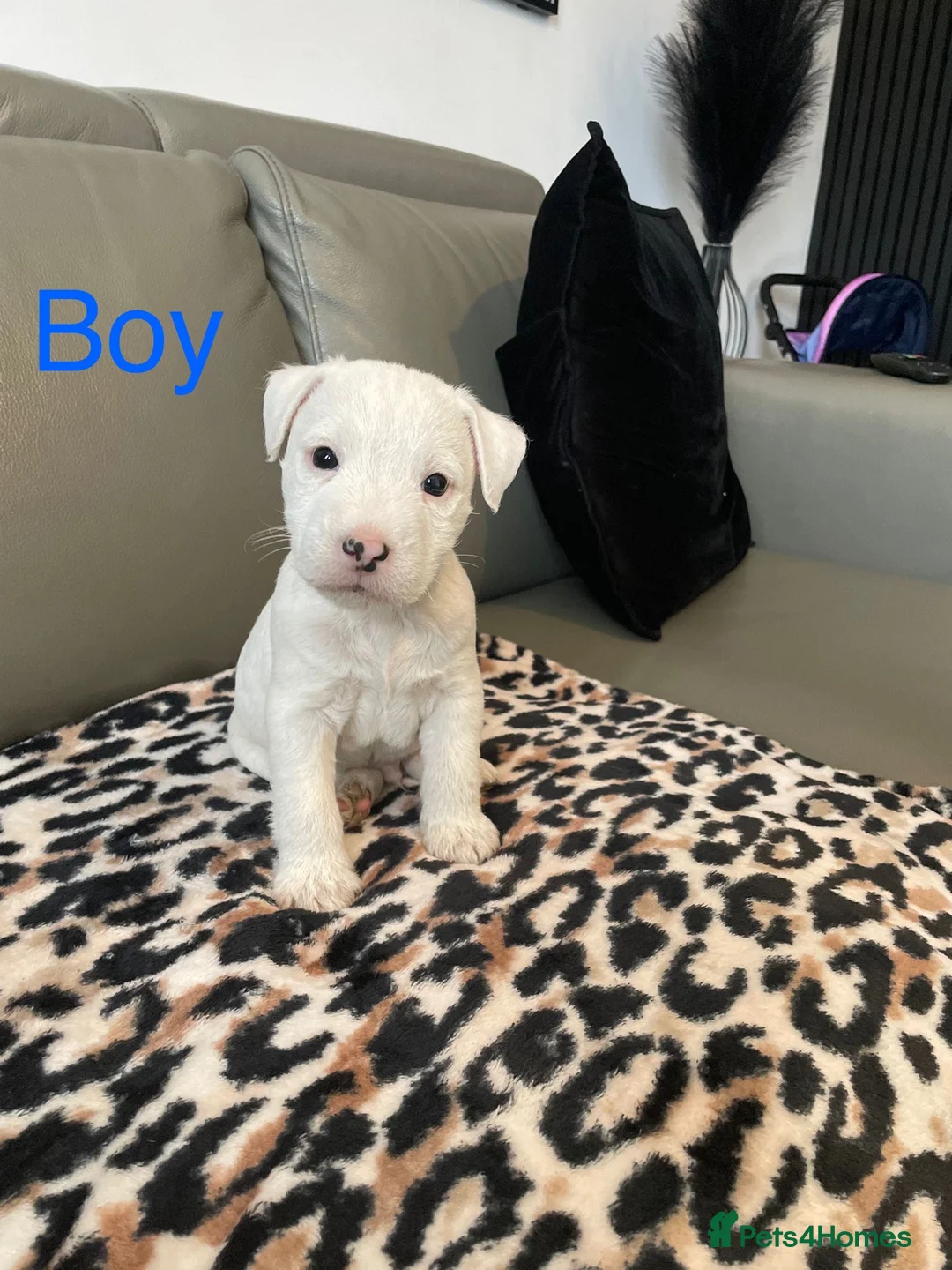 Parson Russell dogs for sale: Parson Russell pups  - Advert 3