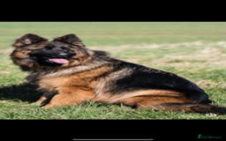 German Shepherd dogs for sale: ⭐️ big bone GSD puppies⭐️ - Image 4