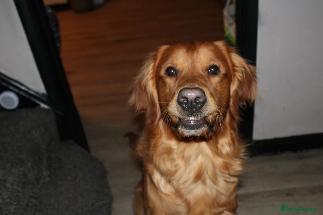 Golden Retriever dogs for stud: KC registered Golden retriever for stud - Advert 4