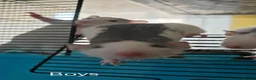 Rat rodents for sale: READY NOW! Updated. Gorgeous fancy dumbo rats - Advert 15
