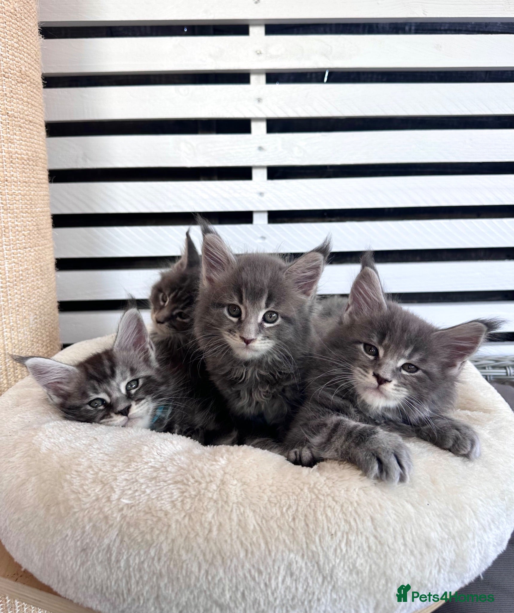Maine Coon cats ✨7 Gorgeous Pure Breed Maine Coon Kittens✨ - Advert 1