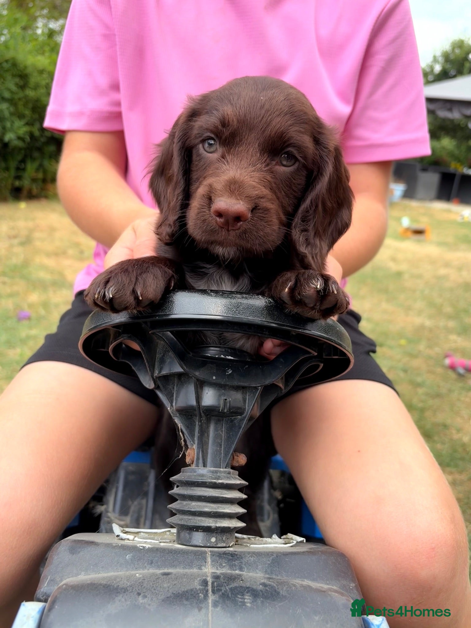 Cocker Spaniel dogs KC Pedigree Working Cocker Spaniels - Advert 18