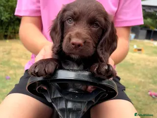 Cocker Spaniel dogs KC Pedigree Working Cocker Spaniels - Advert 1