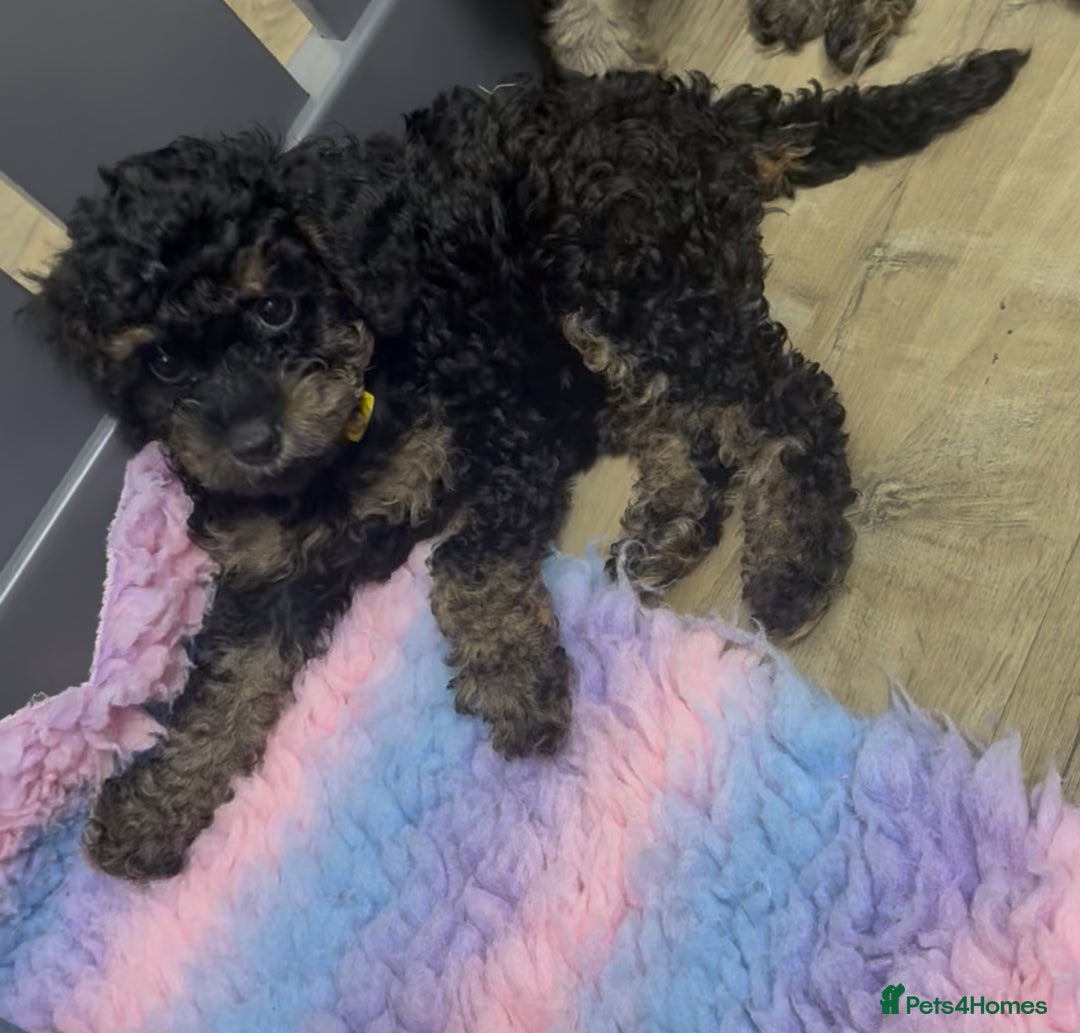 Cavapoo dogs for sale: READY NOW! Adorable Phantom F1b Cavapoo puppies  - Image 28