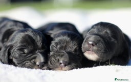 Sprocker dogs for sale: Sprocker ready to steal your heart & your slippers - Image 2
