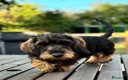 Miniature Dachshund dogs for sale: Cuddly KC Reg Mini-Wire Dachsund Boy - Image 1