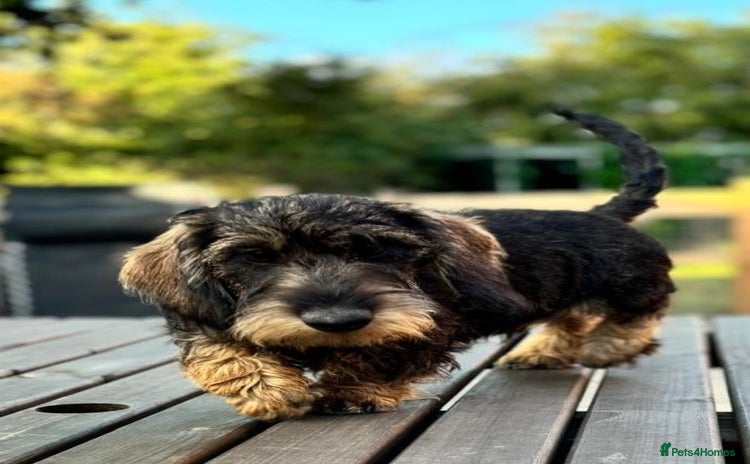 Miniature Dachshund dogs - Advert 4