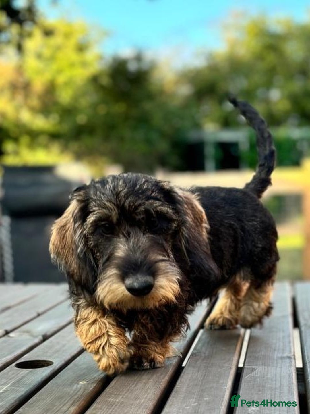 Miniature Dachshund dogs for sale: Cuddly KC Reg Mini-Wire Dachsund Boy - Image 1