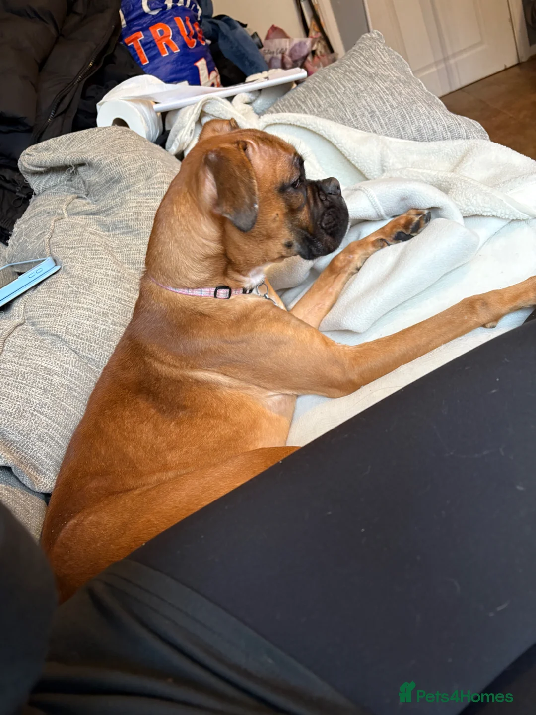 Boxer dogs for sale: Beautiful boxer girl 1 year old  - Advert 2