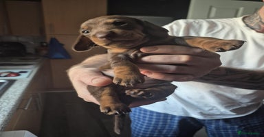 Dachshund dogs - Advert 1