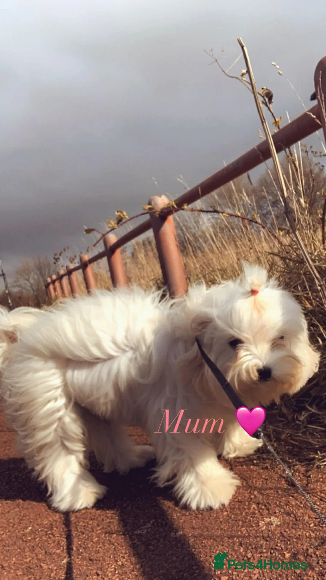 Maltipoo dogs for sale: Exquisite F1 Maltipoo Male - Advert 2