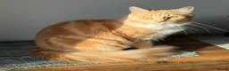 Mixed Breed cats for sale: Brother & Sister cats available in Glasgow - Advert 3