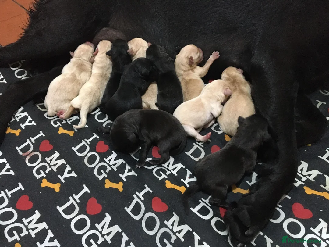 Labrador Retriever dogs for stud: Labrador stud dog produces black yellow chocolate - Advert 10