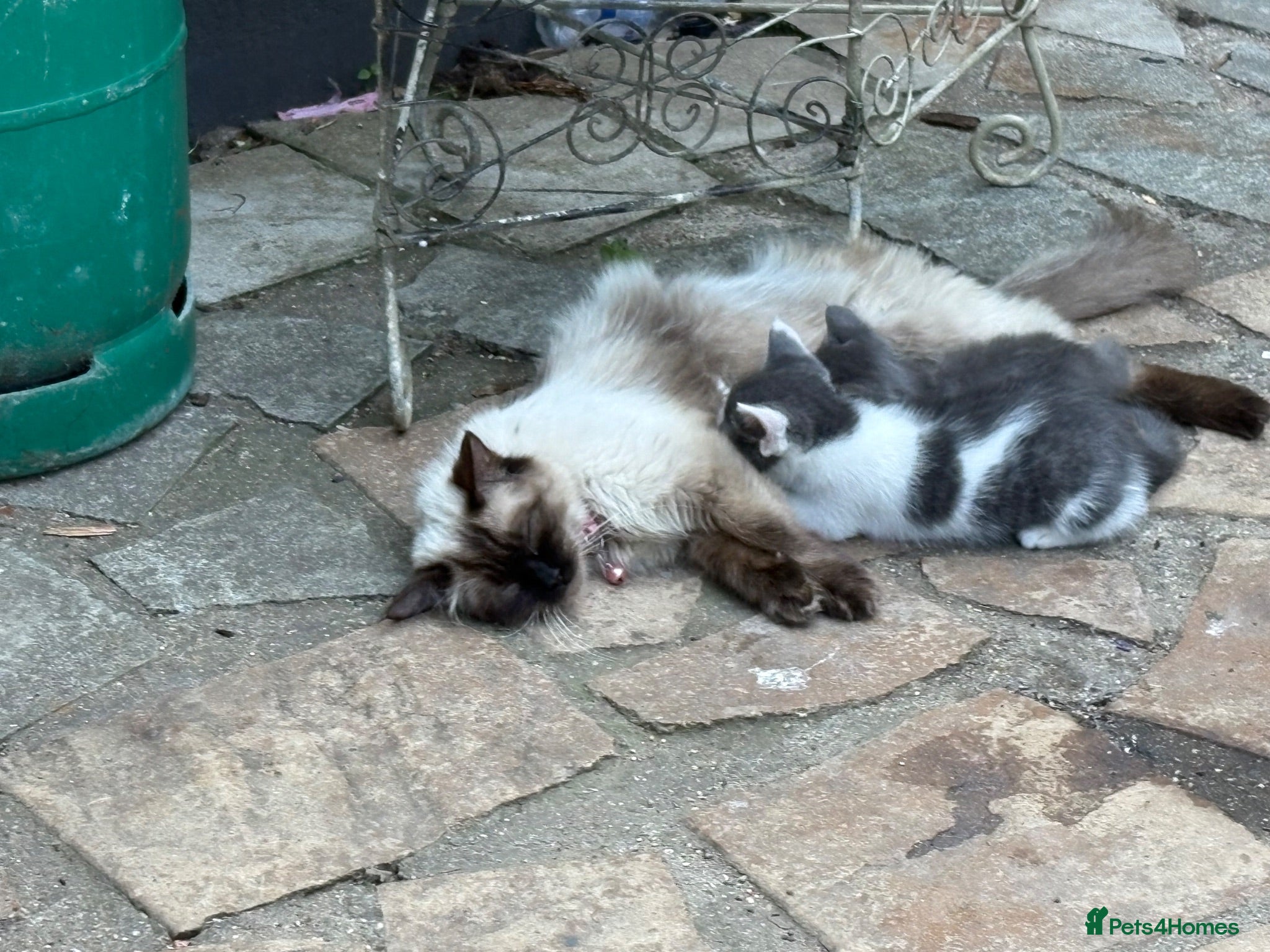 Ragdoll cats Grey and white Ragdoll X male  - Advert 1