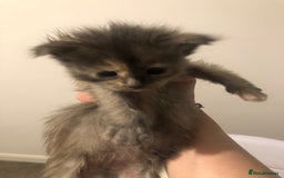 Maine Coon cats for sale: White Maine Coon GCCF - Image 36