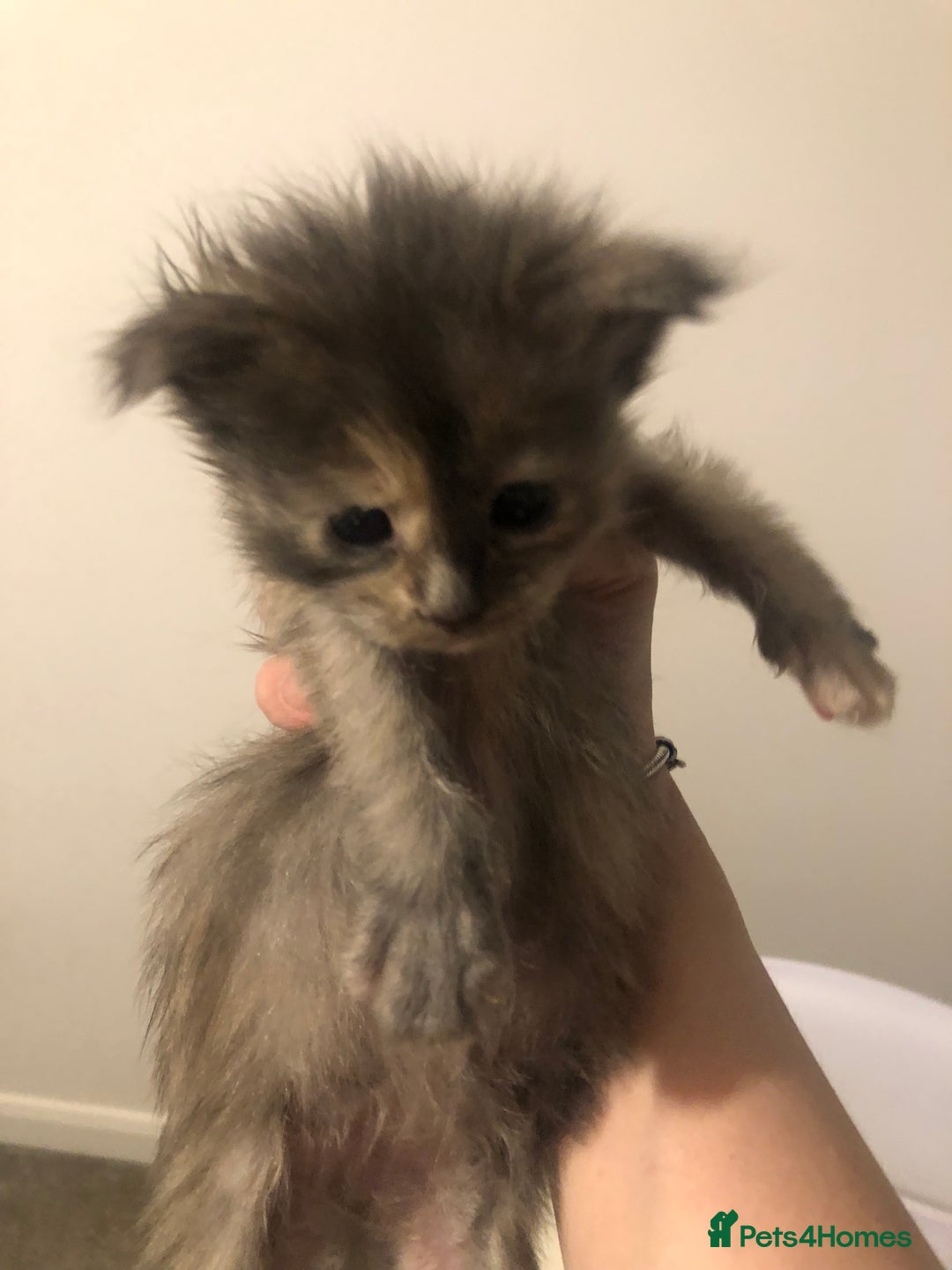 Maine Coon cats for sale: White Maine Coon GCCF - Image 36