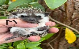 Pygmy Hedgehog rodents for sale: Pygmy hoglets ready now! Stunning friendly babies  - Image 6