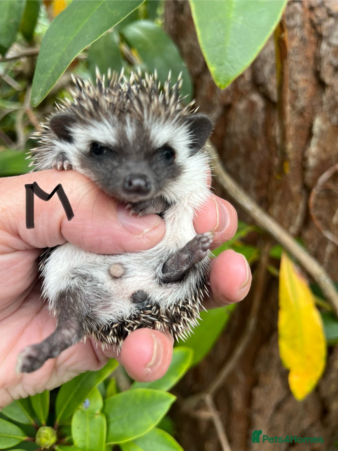 Pygmy Hedgehog rodents for sale: Pygmy hoglets ready now! Stunning friendly babies  - Image 6