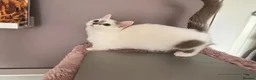 Munchkin cats for sale: Super short legs Munchkin kittens  - Advert 9