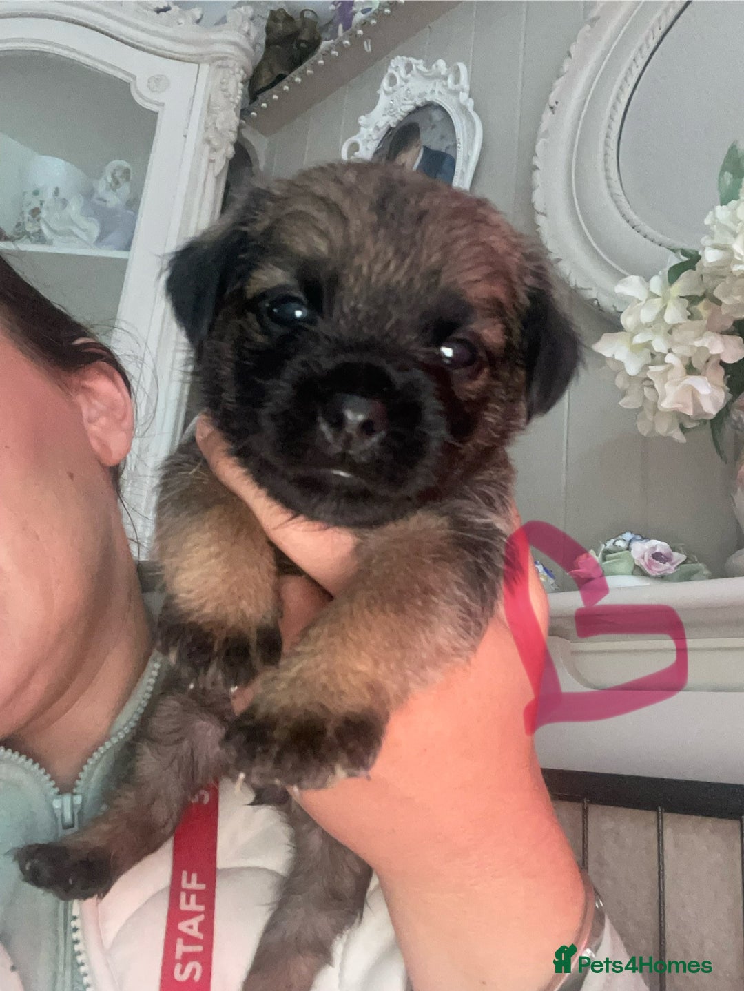 Border Terrier dogs for sale: Pedigree slem clear border terrier - Image 21