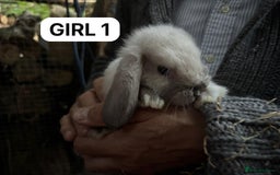 Mini Lop rabbits for sale: Friendly, Handled, Beautiful Baby Bunnies for Sale - Image 5