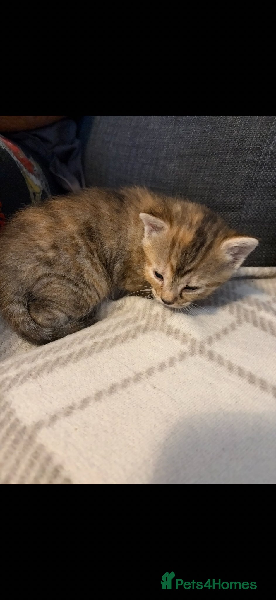 Mixed Breed cats Tabby kitten - Advert 1