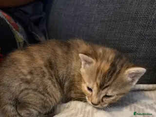 Mixed Breed cats Tabby kitten - Advert 1