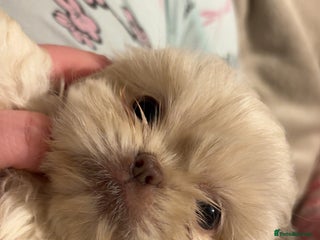 Shih Tzu dogs Beautiful Shih Tzu puppies - Advert 1