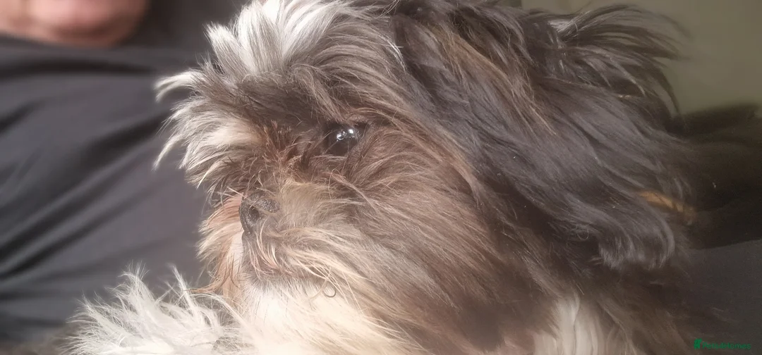 Shih Tzu dogs for sale: Female Shih tzu - Advert 3