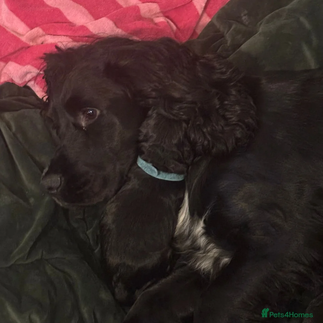 Sprocker dogs for sale: Beautiful Sprockers looking for their forever home - Advert 2