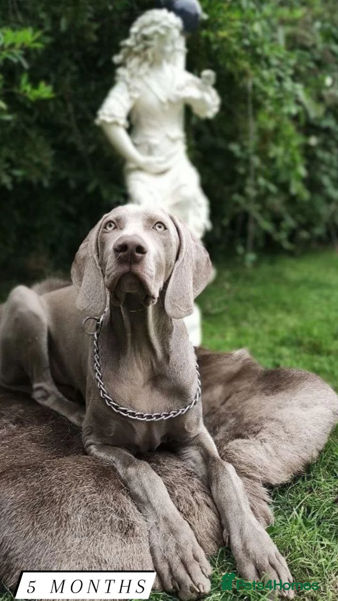 Weimaraner dogs for stud: 🌟Superb🌟Proven🌟Hip Scored🌟KC in Woodbridge - Advert 17