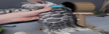 Bengal Kitten 4