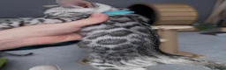 Bengal cats for sale: Gray Bengal kittens - Advert 10