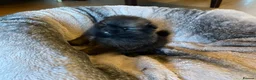 Pomeranian dogs for sale: Stunning KC Teddy Bear Pomeranians - Advert 13